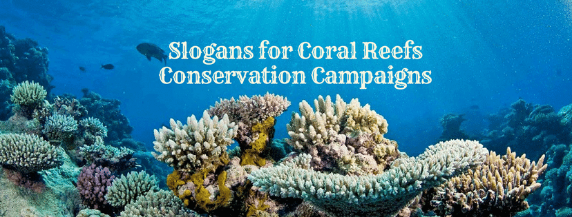 Slogans for Coral Reefs